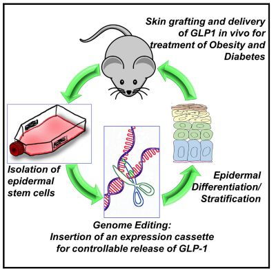 糖尿病最新研究进展 工程与技术驱动的革命性突破